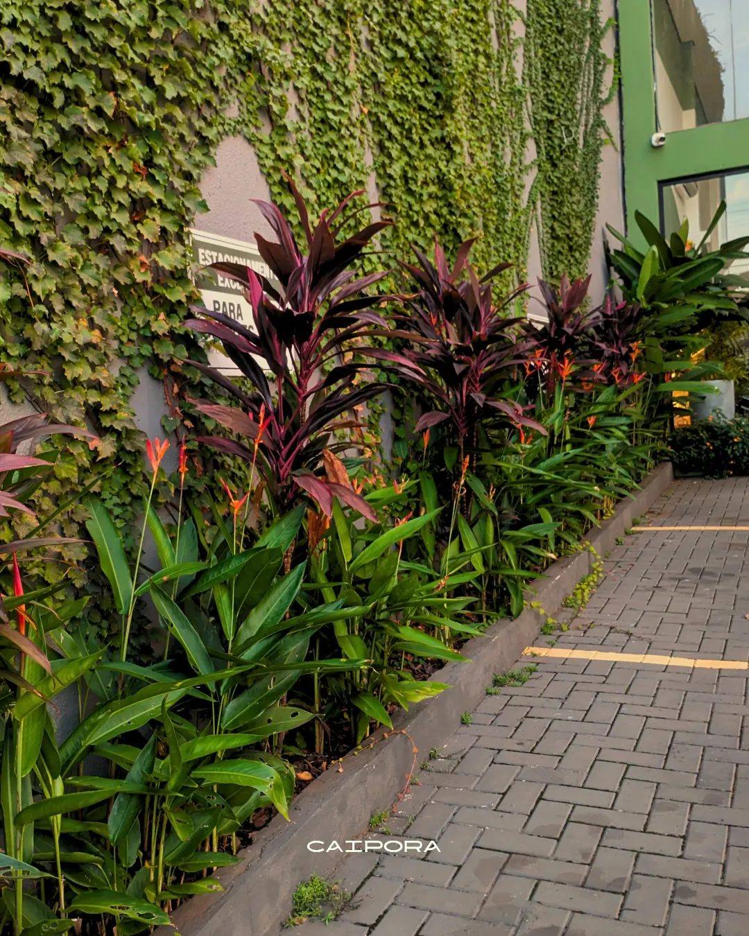 Canteiro comercial com Dracenas-vermelhas contrastando com o revestimento natural de folhas verdes no muro ao fundo.